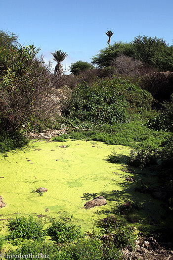 unerwarteter Tümpel am Monte Graciosa
