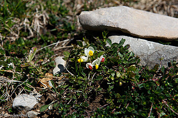Buchsblättrige Kreuzblume (Polygala chamaebuxus)