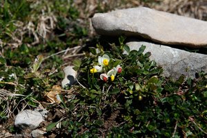 Buchsblättrige Kreuzblume (Polygala chamaebuxus)