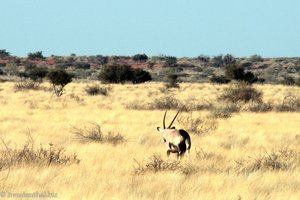 Oryx Antilope