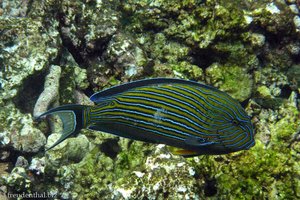 Blaustreifen-Doktorfisch (Acanthurus lineatus)