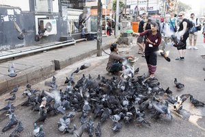 Tauben Füttern für ein gutes Karma