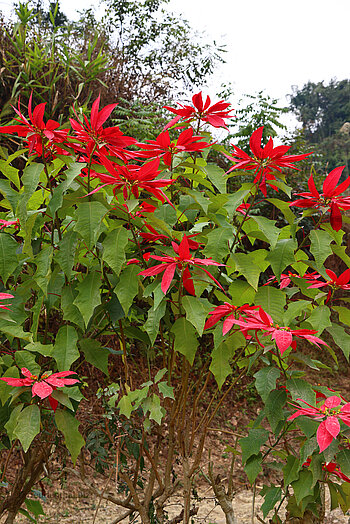 Weihnachtssterne als Wegbepflanzung in Vietnam