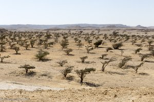 Wadi Dawkah mit dem Weihrauchbäumen im Oman