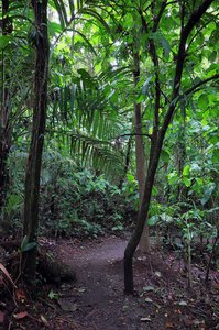 Wanderweg durch den Regenwald
