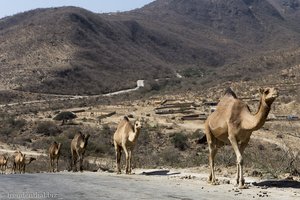 Kamele auf dem Weg zum Ayn Athum im Oman
