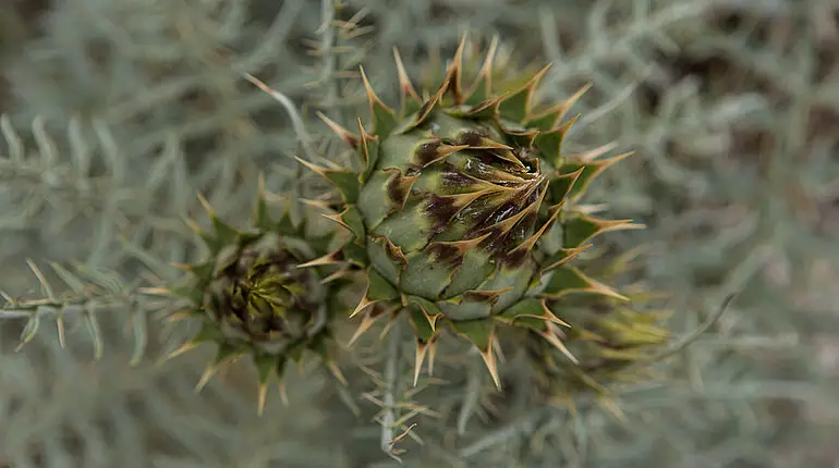 Distel in der wüstenähnlichen Gegend der Ponta de São Lourenço