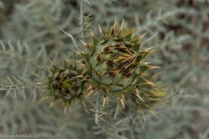 Distel in der wüstenähnlichen Gegend der Ponta de São Lourenço