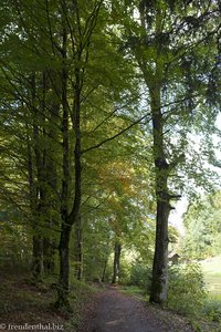 Im Wald am Christlessee