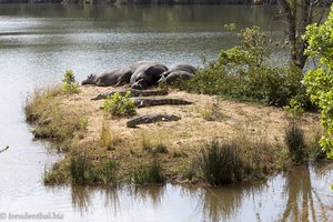 Nilpferde und Krokodile auf der Hippo-Insel beim Mlilwane Wildlife Sanctuary