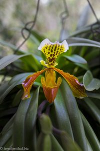 Orchidee im Garten der kolumbianischen Stuhlträger.