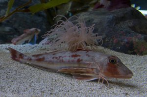 Fisch und Seeanemone im Hanwah Aqua Planet