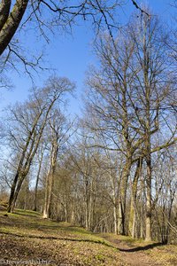 im Wald von Krimulda