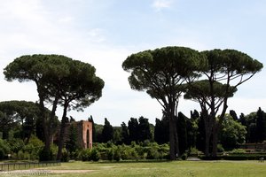 Pinien in den Caracalla Thermen