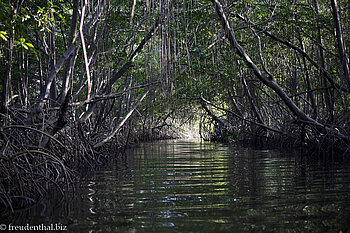 Mangrovenwald der Caroni Sümpfe