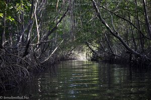 Mangrovenwald der Caroni Sümpfe