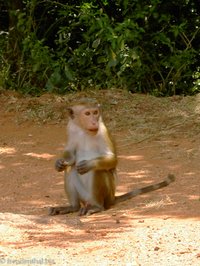 Ceylon Hutaffe - Vorsicht, der schaut nur so unschuldig
