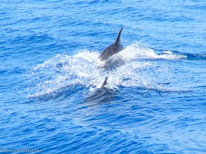 Delfine begleiten uns auf der Blauen Reise in der Türkei
