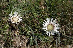 Silberdistel (Carlina acaulis)