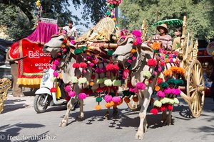Ochsengespann beim Novizenfest in Mandalay