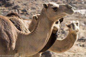Kamele im Oman