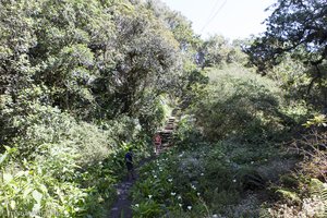 Senke mit einem Calla-Feld auf dem Weg zur Gîte de Bélouve