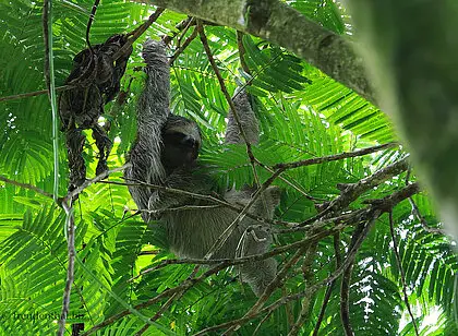 Pfeilgiftfrösche beim Sloth Park