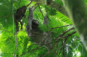 Faultiere sind typisch für Costa Rica