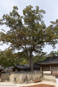 Yeongyeongdang-Residenz - Geheimer Garten Changdeokgung
