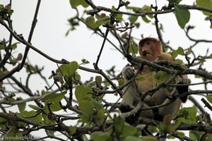 Nasenaffe (Nasalis larvatus) im Bako Nationalpark