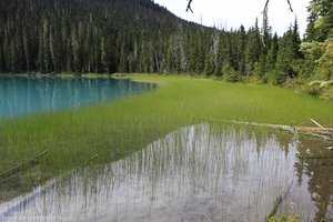 Verlandungszone im Lower Joffre Lake