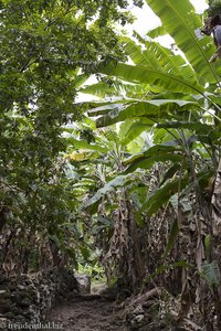 Banenplantage oberhalb des Bras de la Plaine