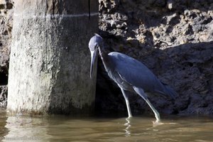 Blaureiher (Egretta caerulea)