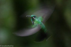 Kolibri (Hummingbird) in Costa Rica
