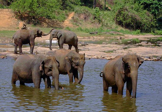 Elefanten im Fluss bei Pinnawela auf Sri Lanka