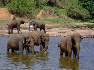 Pinnawela - Elefanten im Wasser