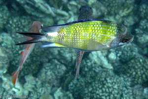 schöner Fisch bei der Île Cocos