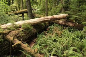 kreuz und quer liegen die Stämme im Cathedral Grove