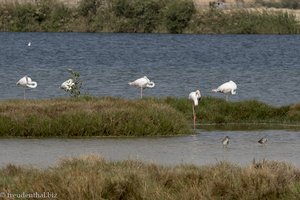 Flamingos bei der Lagune Khawr Ad Dahariz bei Salalah
