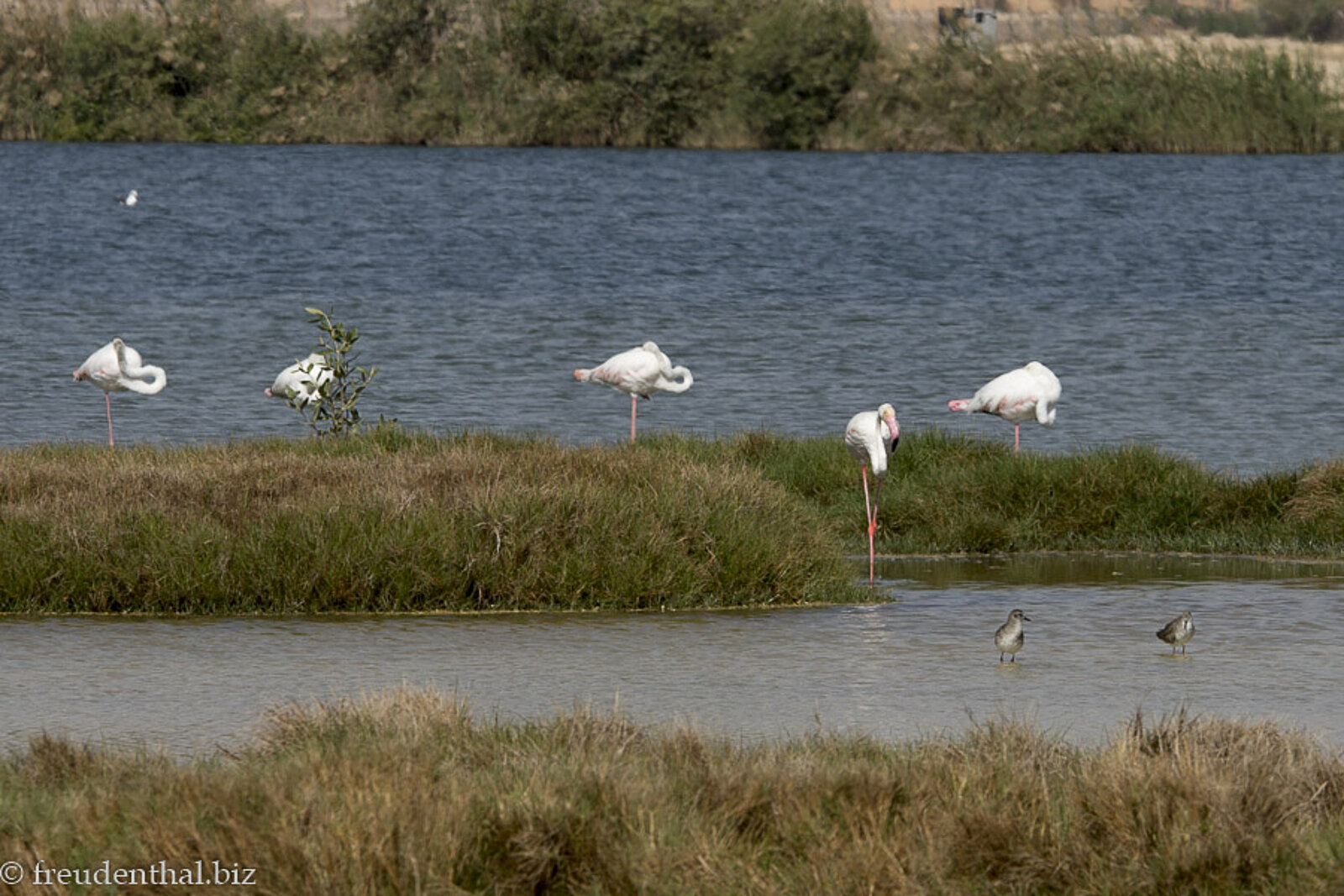 Flamingos in einer bei Khawr Ad Dahariz nahe Salalah im Oman