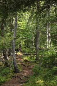 ungesicherte Trail oberhalb des Murtle Rivers