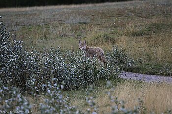 Kojote auf Futtersuche