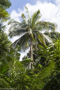 im Jardin des Parfums et des Epices auf La Réunion
