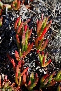 Strandvegetation