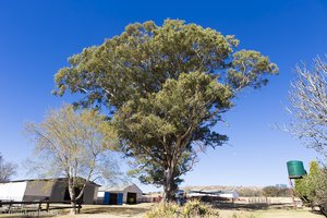 großer Baum bei der Tierfontein Farm beim Vredefort Dome