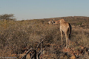 Giraffe in der Region Erongo