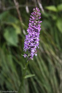 Langsporniger Handwurz, Mücken-Händelwurz (Gymnadenia conopsea)