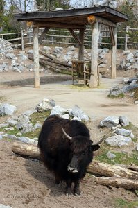 Dahomey-Rind im Züricher Zoo