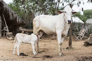 Kalb beim Trinken im Dorf der Minnanthu von Bagan