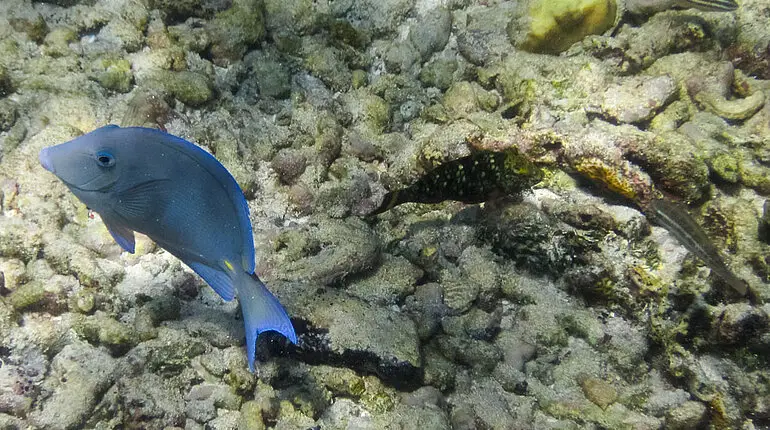 Noch ein Doktorfisch an der Punta Brava bei den Islas del Rosario